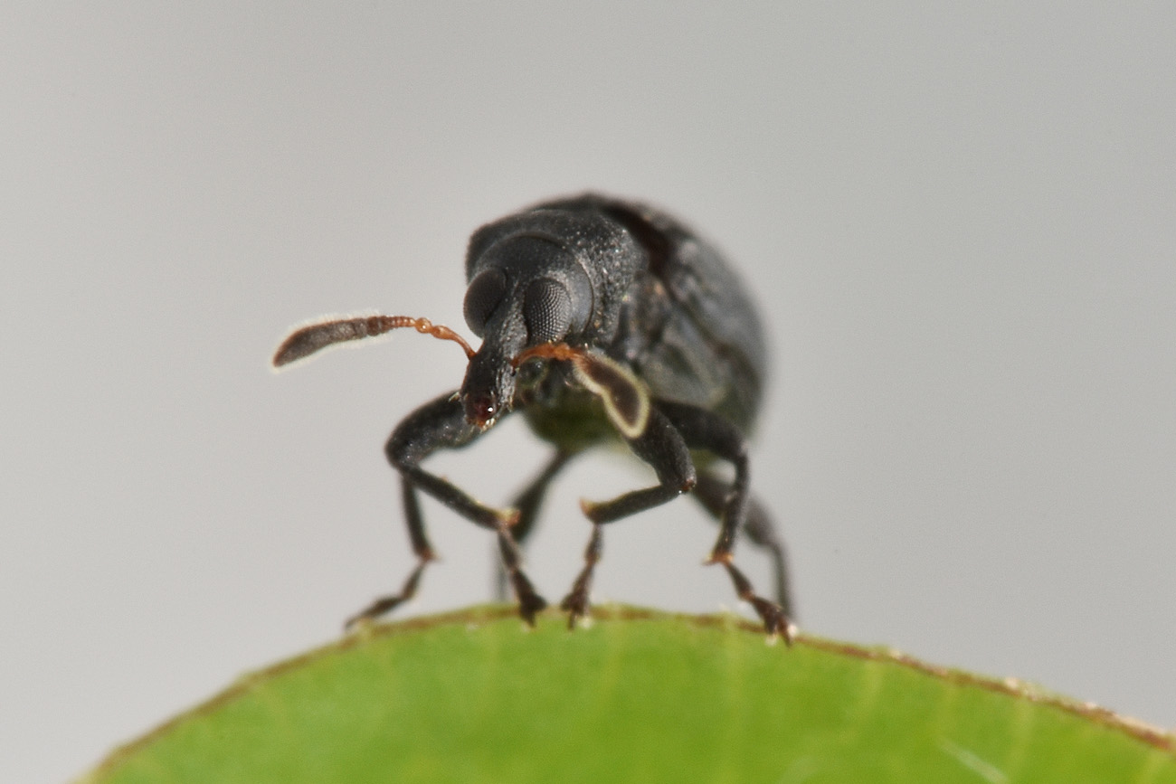 Curculionidae: Magdalis sp?  Magdalis (Panus) barbicornis !